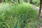 Live Plant Image