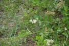 Live Plant Image