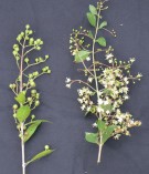 Live Plant Image