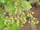 Live Plant Image