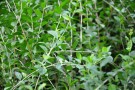 Live Plant Image