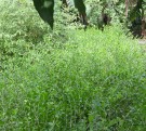 Live Plant Image