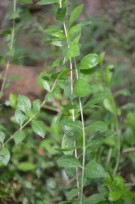 Live Plant Image