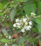 Live Plant Image