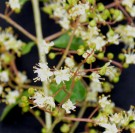 Live Plant Image