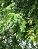 Live Plant Image