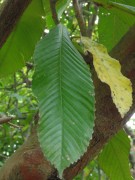 Live Plant Image