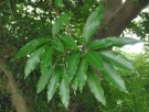 Live Plant Image