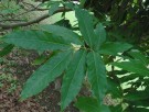 Live Plant Image