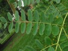 Live Plant Image