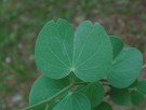 Live Plant Image
