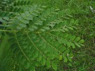 Live Plant Image