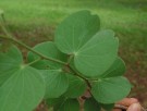 Live Plant Image
