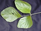 Live Plant Image