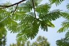 Live Plant Image