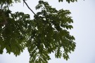 Live Plant Image