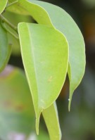 Live Plant Image