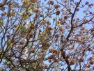 Live Plant Image