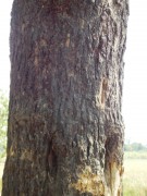 Live Plant Image