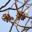 Live Plant Image