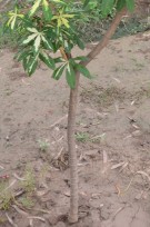 Live Plant Image