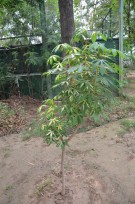 Live Plant Image
