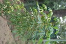 Live Plant Image