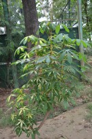 Live Plant Image