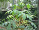 Live Plant Image