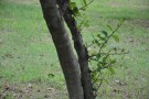 Live Plant Image