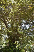 Live Plant Image