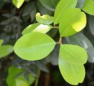 Live Plant Image
