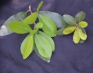 Live Plant Image