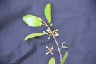 Live Plant Image