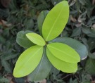 Live Plant Image