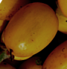 Live Plant Image
