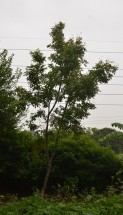 Live Plant Image