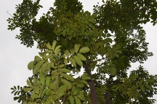 Live Plant Image
