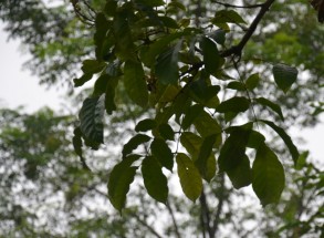 Live Plant Image