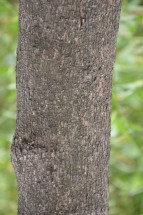 Live Plant Image