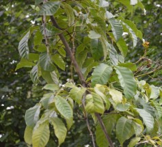 Live Plant Image
