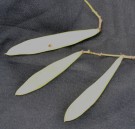 Live Plant Image