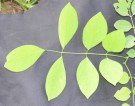 Live Plant Image