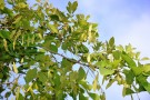 Live Plant Image