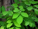 Live Plant Image