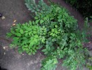 Live Plant Image