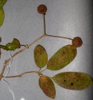 Live Plant Image