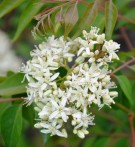 Live Plant Image