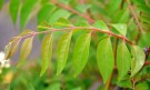 Live Plant Image