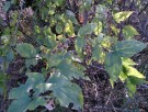 Live Plant Image